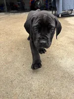 Green Boy, a male Boerboel for sale in Houston, TX – Photo 2 of 2