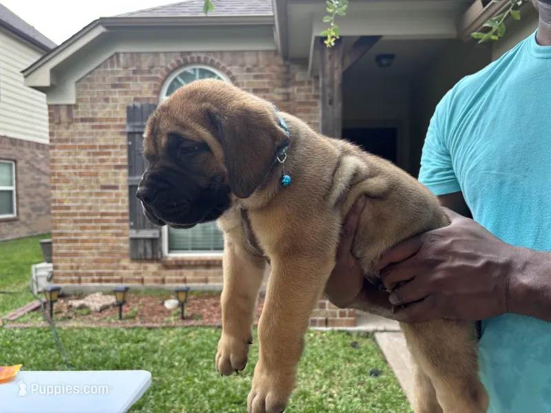 Blue boy  – Boerboel puppy for sale in Houston, TX