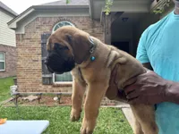 Blue boy , a male Boerboel for sale in Houston, TX – Photo 1 of 2