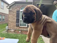 Blue boy , a male Boerboel for sale in Houston, TX – Photo 2 of 2