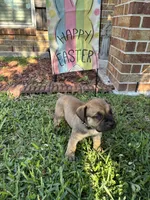 Dark Blue Boy, a male Boerboel for sale in Houston, TX – Photo 2 of 4