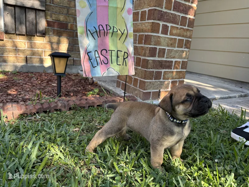 Dark Blue Boy – Boerboel puppy for sale in Houston, TX