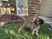 Dark Blue Boy, a male Boerboel for sale in Houston, TX – Photo 1 of 4