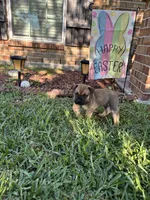 Dark Blue Boy, a male Boerboel for sale in Houston, TX – Photo 4 of 4