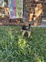 Dark Blue Boy, a male Boerboel for sale in Houston, TX – Photo 3 of 4