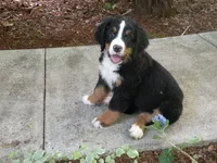 Orla, a female Bernese Mountain Dog for sale in Corvallis, OR – 6 of 7