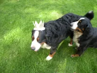 Orla, a female Bernese Mountain Dog for sale in Corvallis, OR – 4 of 4