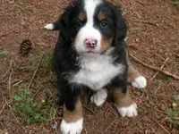 Liz, a female Bernese Mountain Dog for sale in Corvallis, OR – 8 of 8