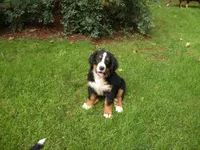 Chloe, a female Bernese Mountain Dog for sale in Corvallis, OR – 1 of 3