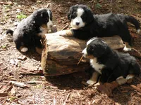 Alexandria, a  Bernese Mountain Dog for sale in Corvallis, OR – Photo 5 of 6
