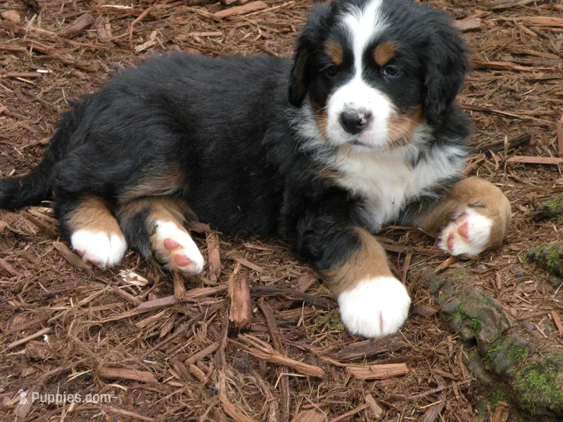 Alexandria – Bernese Mountain Dog puppy for sale in Corvallis, OR