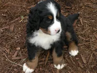 Alexandria, a  Bernese Mountain Dog for sale in Corvallis, OR – Photo 3 of 6