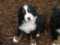 Alexandria, a  Bernese Mountain Dog for sale in Corvallis, OR – Photo 2 of 6