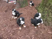 Kamala, a  Bernese Mountain Dog for sale in Corvallis, OR – Photo 2 of 4