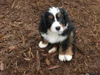 Kamala, a  Bernese Mountain Dog for sale in Corvallis, OR – Photo 4 of 4