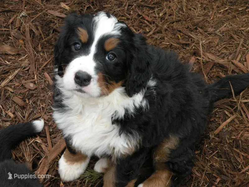 Kamala – Bernese Mountain Dog puppy for sale in Corvallis, OR