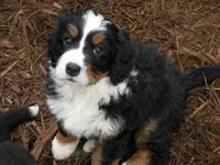 Kamala, a  Bernese Mountain Dog for sale in Corvallis, OR – Photo 1 of 4