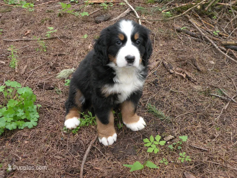 Liz – Bernese Mountain Dog puppy for sale in Corvallis, OR