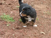 Serenade, a female Bernese Mountain Dog for sale in Corvallis, OR – 3 of 8