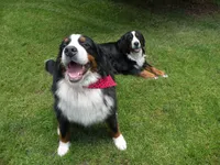 Bowdie, a male Bernese Mountain Dog for sale in Corvallis, OR – 4 of 4