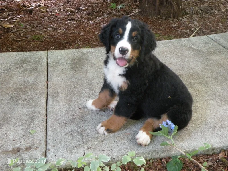 Liz – Bernese Mountain Dog puppy for sale in Corvallis, OR