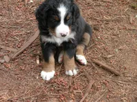 Liz, a female Bernese Mountain Dog for sale in Corvallis, OR – 6 of 8