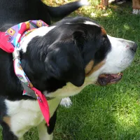 Swissy, a  Greater Swiss Mountain Dog for sale in Corvallis, OR – Photo 7 of 7