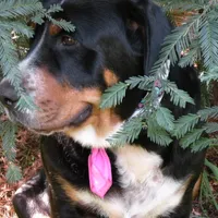 Swissy, a  Greater Swiss Mountain Dog for sale in Corvallis, OR – Photo 4 of 7