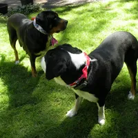 Swissy, a  Greater Swiss Mountain Dog for sale in Corvallis, OR – Photo 3 of 7
