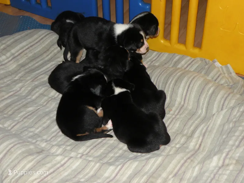 Swissy – Greater Swiss Mountain Dog puppy for sale in Corvallis, OR