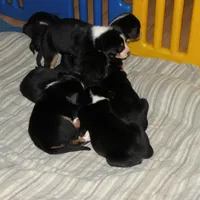 Swissy, a  Greater Swiss Mountain Dog for sale in Corvallis, OR – Photo 1 of 7