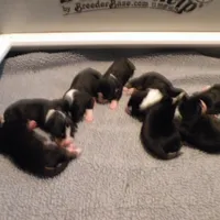 Swissy, a  Greater Swiss Mountain Dog for sale in Corvallis, OR – Photo 2 of 7