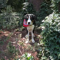 Swissy, a  Greater Swiss Mountain Dog for sale in Corvallis, OR – Photo 5 of 7