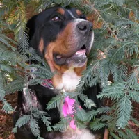 Swissy, a  Greater Swiss Mountain Dog for sale in Corvallis, OR – Photo 6 of 7