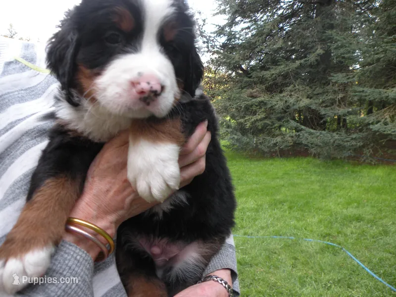 Da-vinci – Bernese Mountain Dog puppy for sale in Corvallis, OR