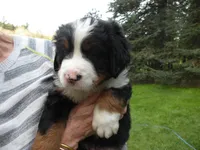 Da-vinci, a male Bernese Mountain Dog for sale in Corvallis, OR – Photo 2 of 4