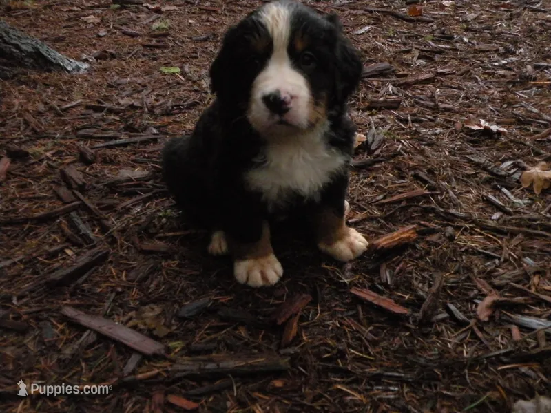 Liz – Bernese Mountain Dog puppy for sale in Corvallis, OR