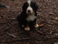 Liz, a female Bernese Mountain Dog for sale in Corvallis, OR – 1 of 3