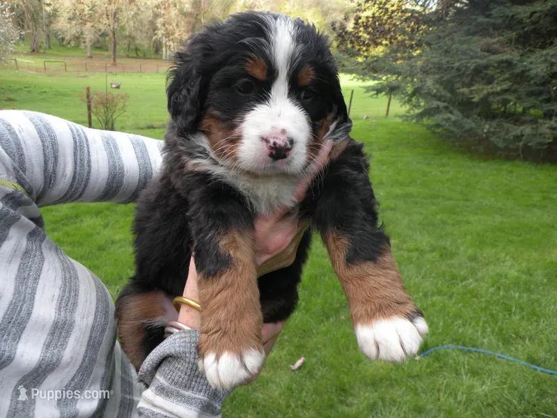 Orla – Bernese Mountain Dog puppy for sale in Corvallis, OR