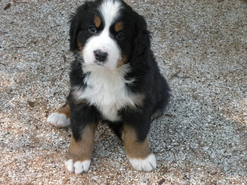 Orla – Bernese Mountain Dog puppy for sale in Corvallis, OR