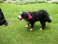 Bowdie, a male Bernese Mountain Dog for sale in Corvallis, OR – 3 of 4
