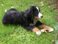 Orla, a female Bernese Mountain Dog for sale in Corvallis, OR – 7 of 7