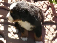 Liz, a female Bernese Mountain Dog for sale in Corvallis, OR – 7 of 8