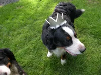 Bowdie, a male Bernese Mountain Dog for sale in Corvallis, OR – 2 of 4