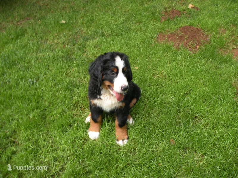 Orla – Bernese Mountain Dog puppy for sale in Corvallis, OR