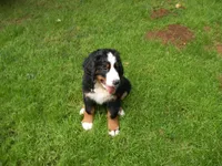 Orla, a female Bernese Mountain Dog for sale in Corvallis, OR – 1 of 7