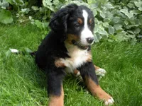 Liz, a female Bernese Mountain Dog for sale in Corvallis, OR – 2 of 8
