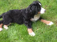 Liz, a female Bernese Mountain Dog for sale in Corvallis, OR – 3 of 8