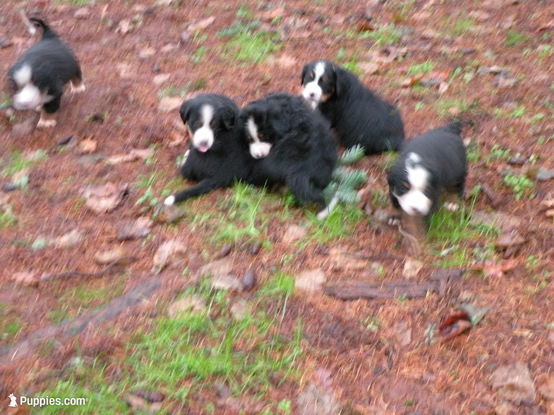 Kamala, a female Bernese Mountain Dog for sale in Corvallis, OR – 2 of 7