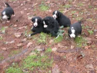 Valentino, a male Bernese Mountain Dog for sale in Corvallis, OR – Photo 2 of 5